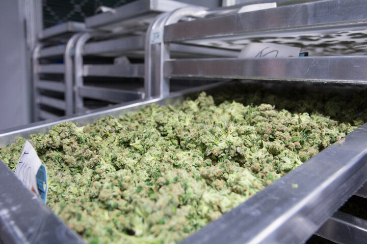 how to dry weed properly