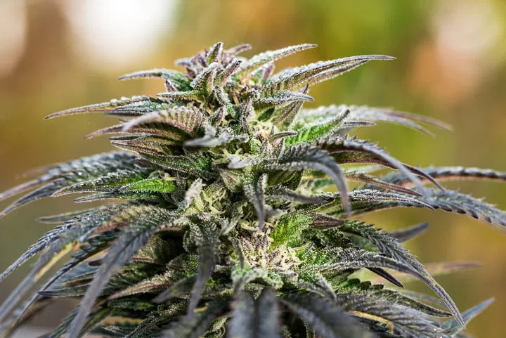 African Durban Poison