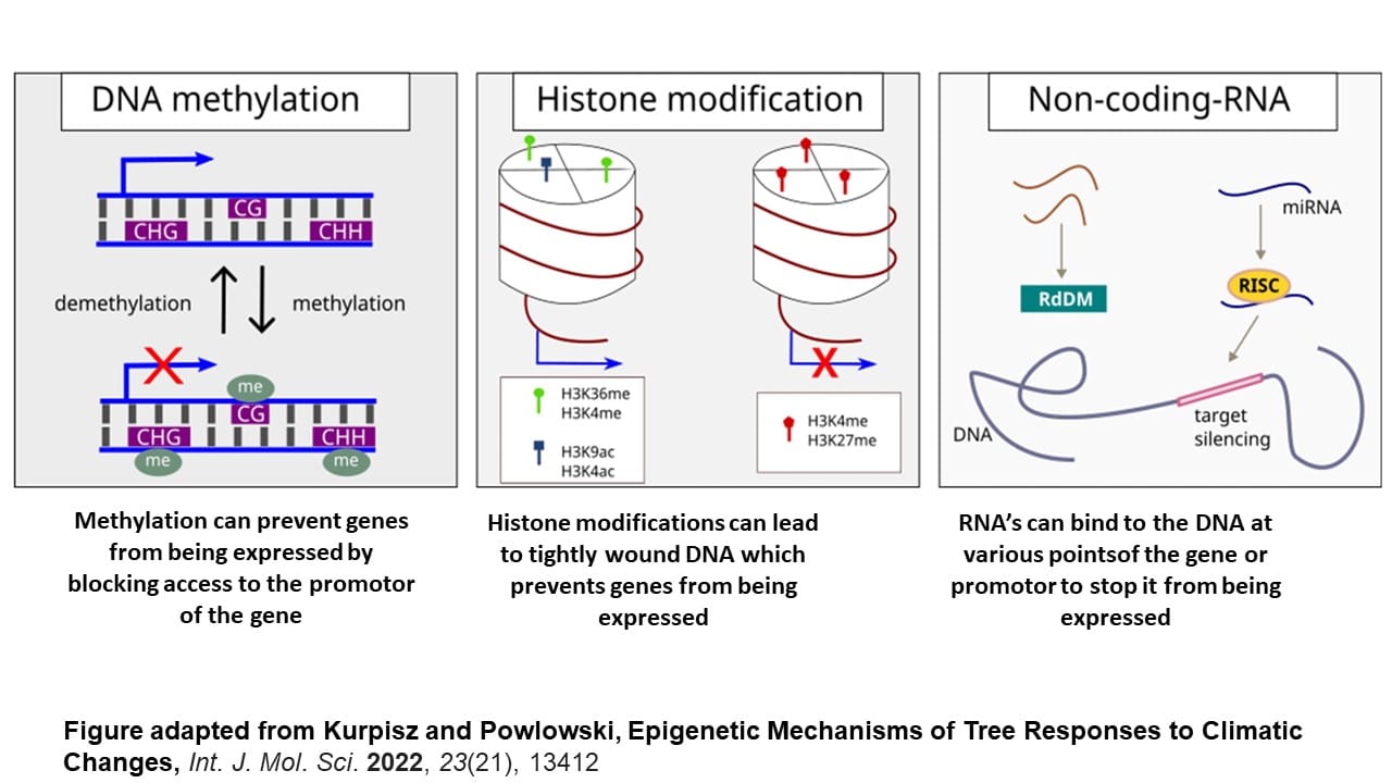 seeds undergo cold treatment for increased germination