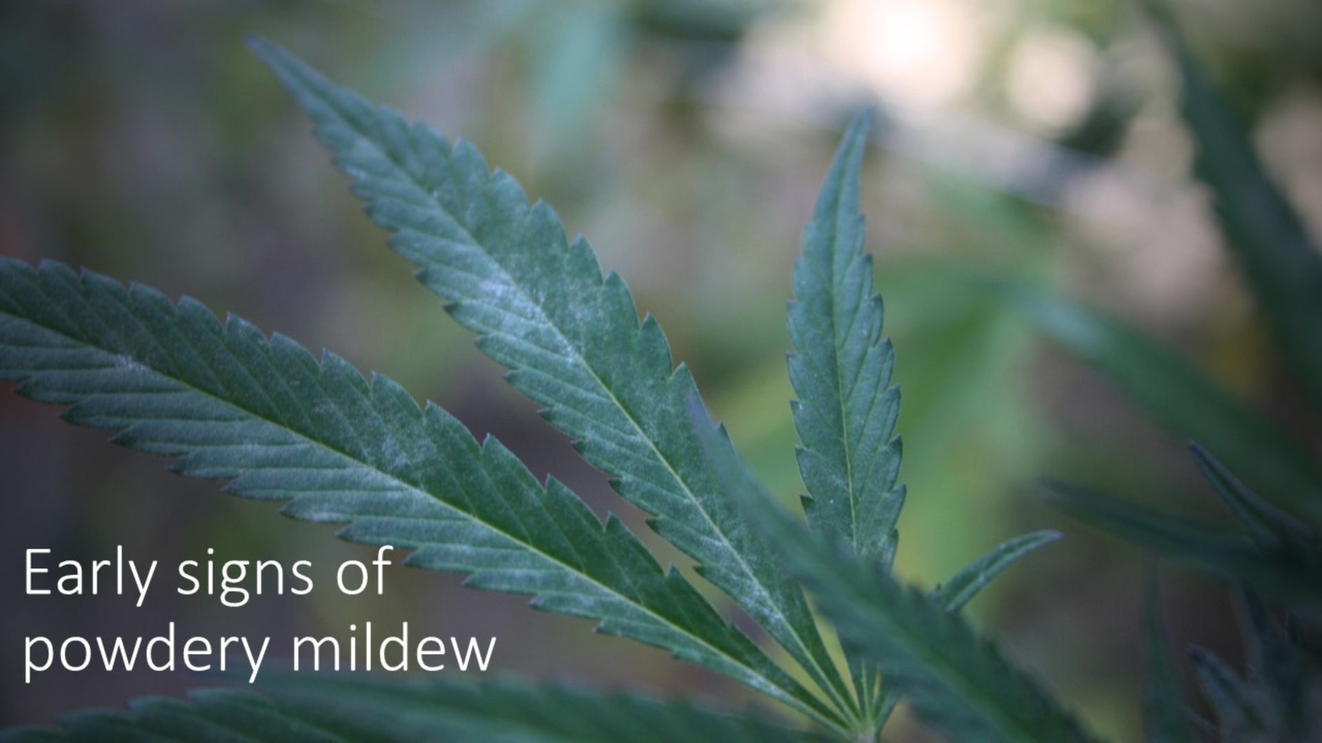 early indications of powdery mildew