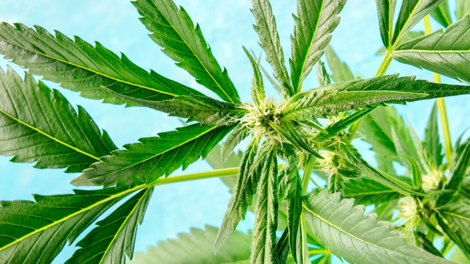 Cannabis plant in early stages of flowering