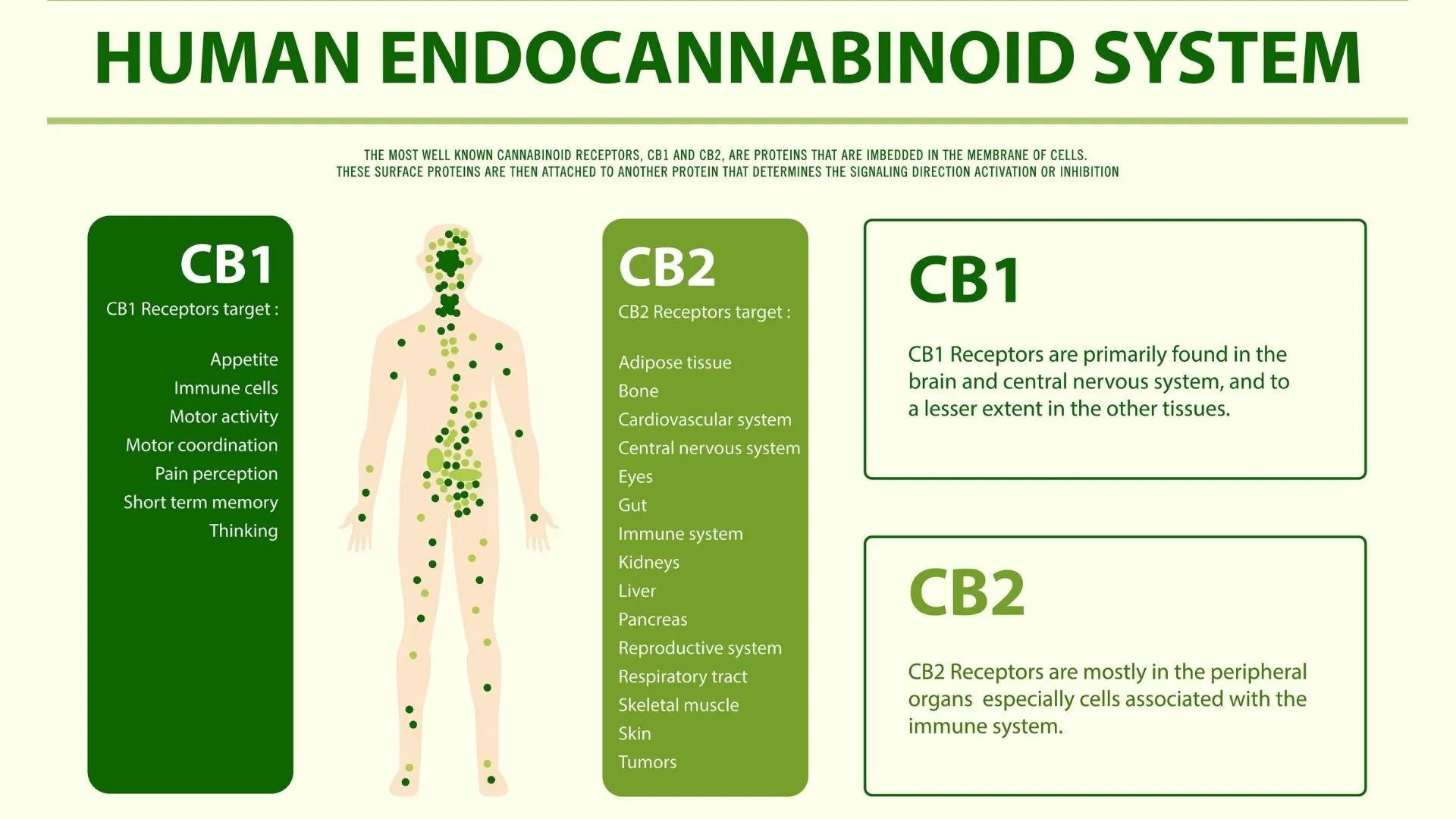 The body's endocannabinoid receptors help dictate the effects of cannabis on the individual