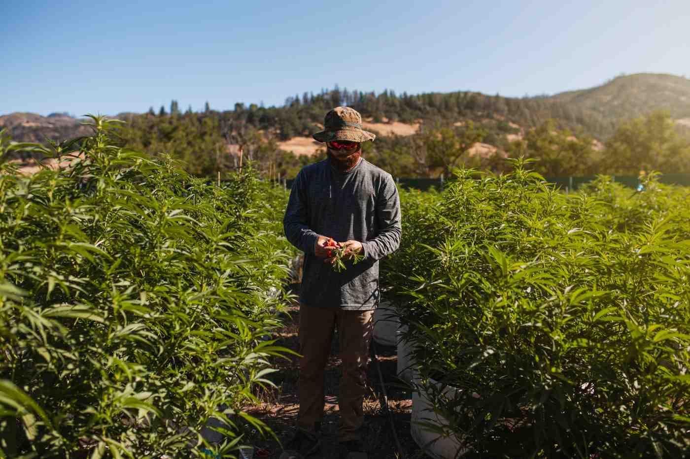 Enrich_Life_-_Seedsman_Cannabis_in_Farm