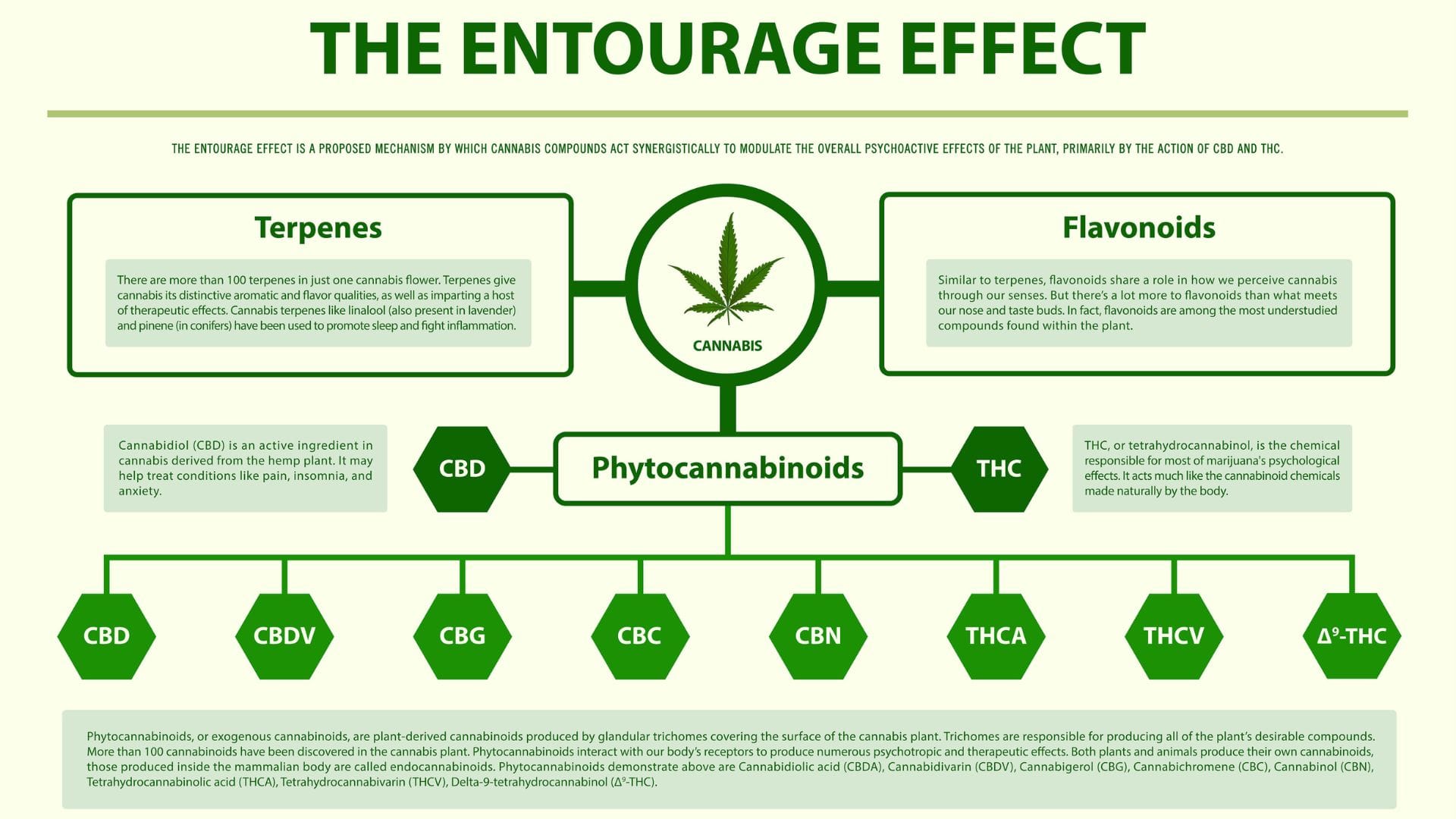 The entourage effect explained in an infographic