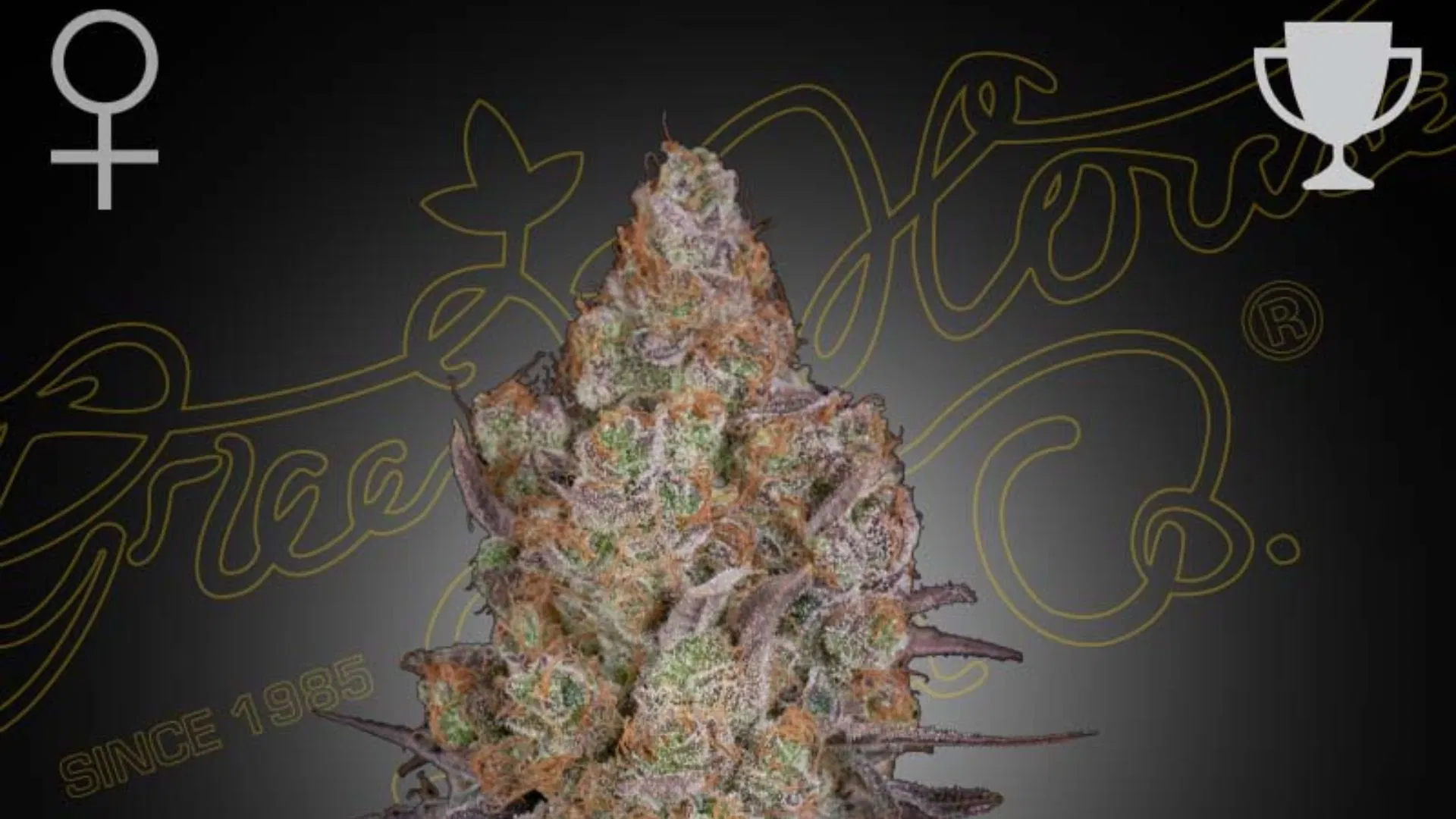 Greenhouse Seed Co. Exodus Cheese