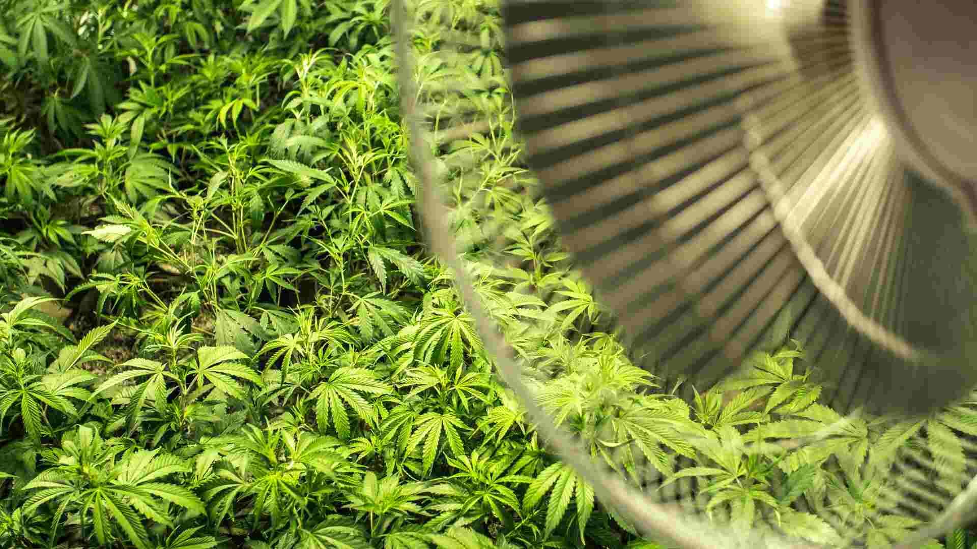 Cannabis plants with fan blowing