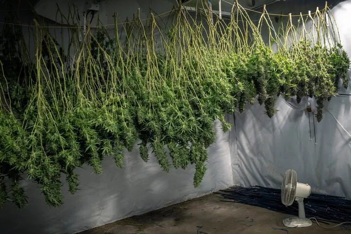 fans are essential to assist drying post-harvest