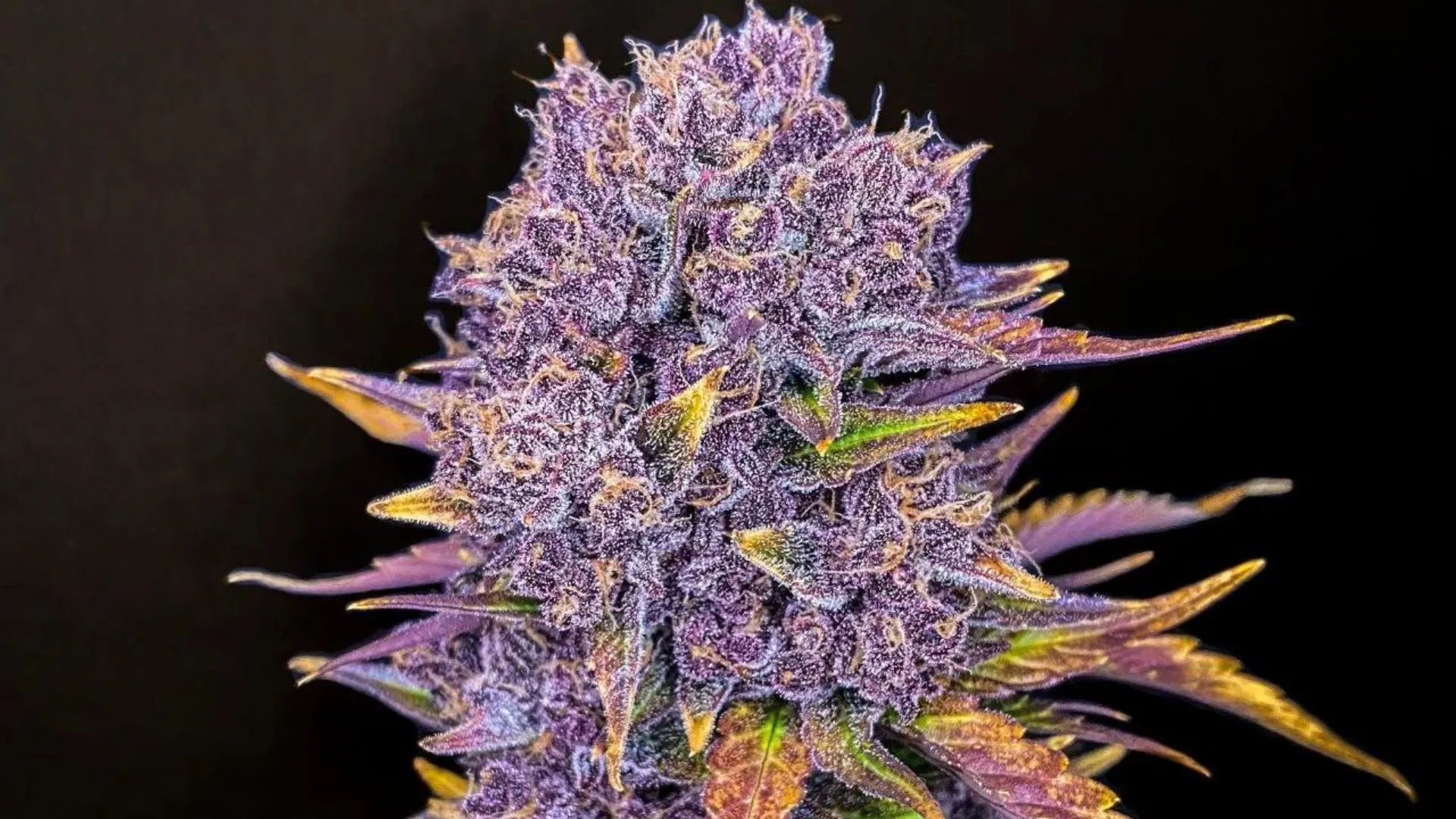 FastBuds Purple Lemonade Auto