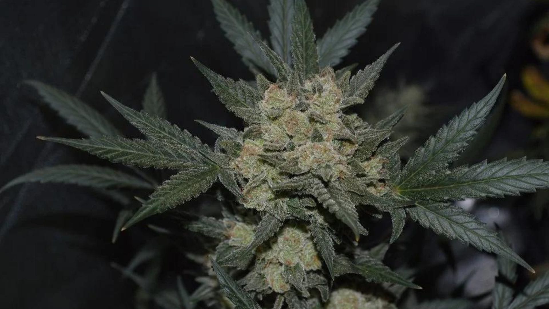 Girl Scout Cookies Auto by Fastbuds