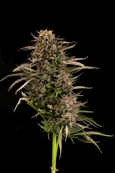 Seedsman Fatso GMO Auto F1