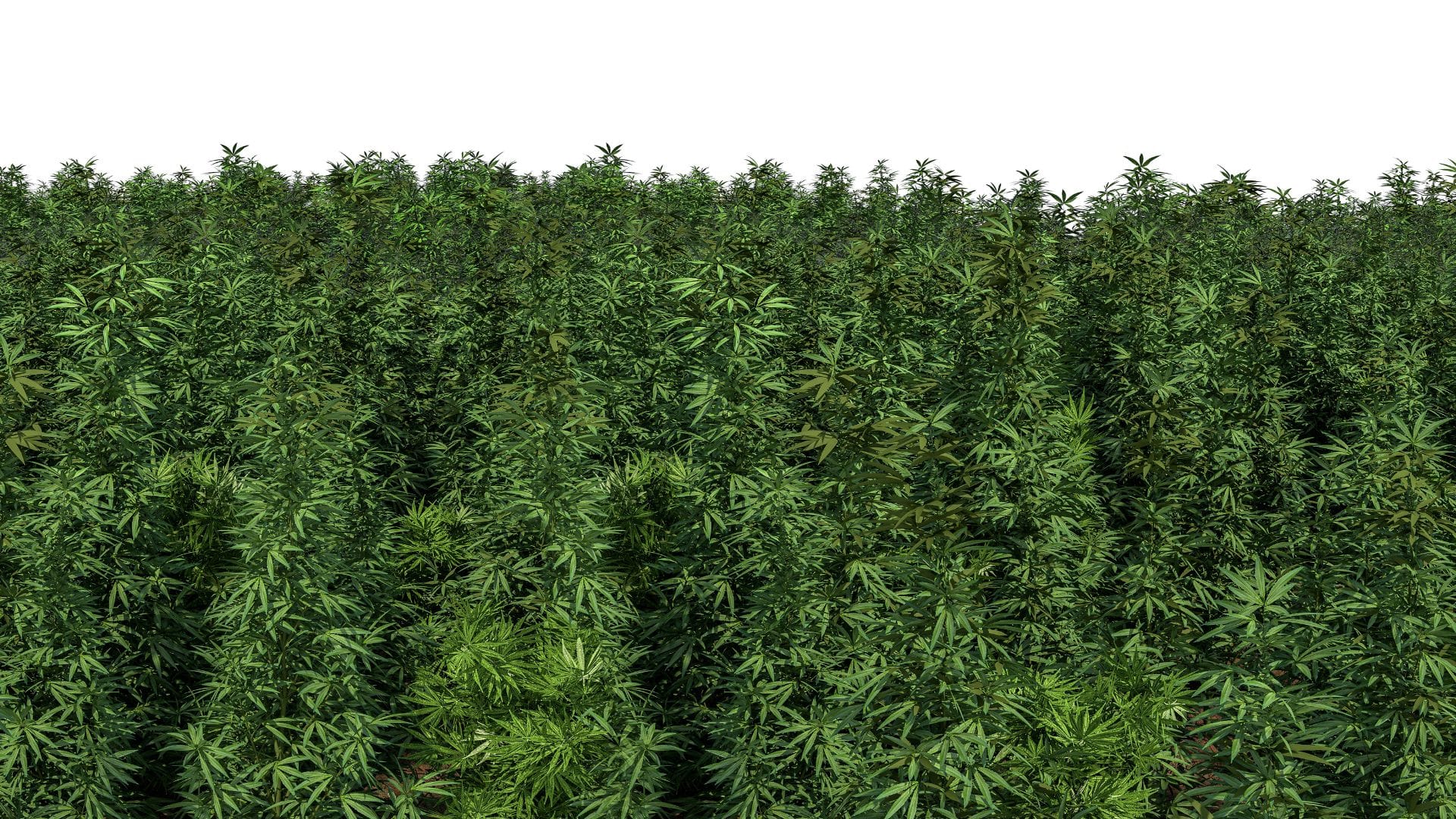 cultivars are cultivated varieties with stable traits