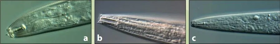 Nematodes can be distinguished by mouth shape