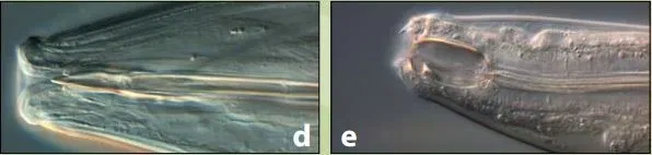 Nematodes can be identified by mouth shape