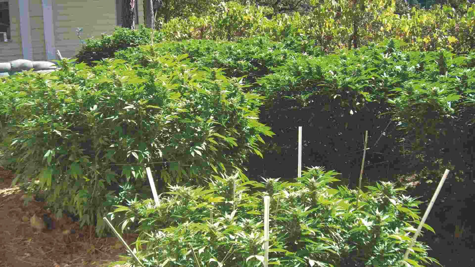 plant placement affects yields