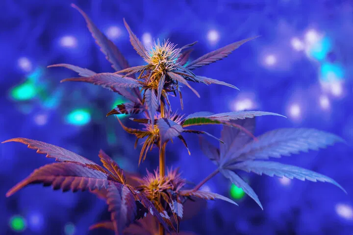 flowering cannabis plant