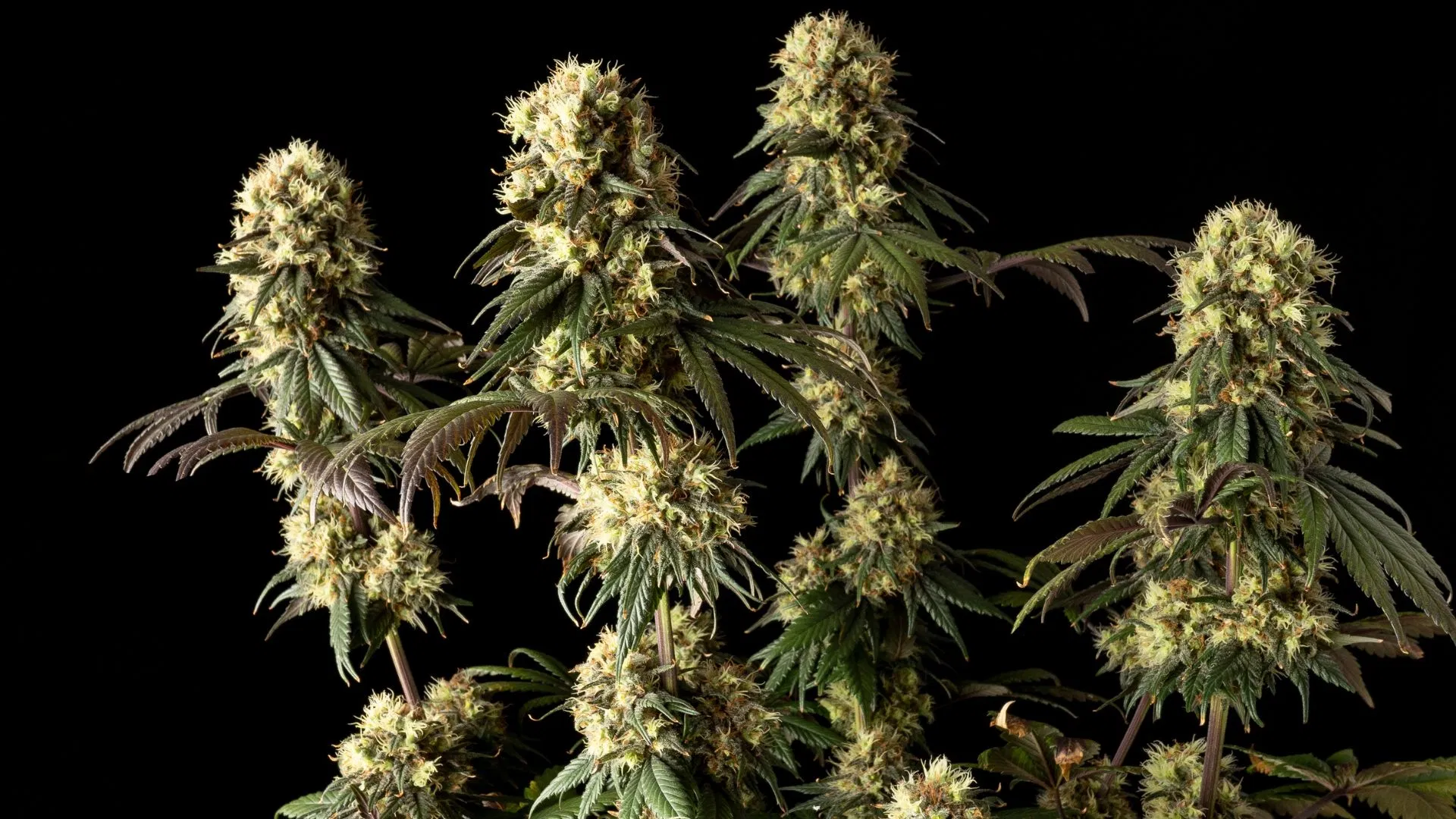 Jack Herer's vigorous growth