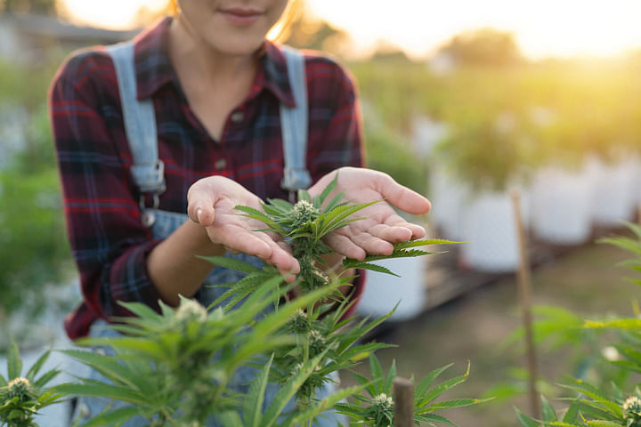 flowering cannabis plants