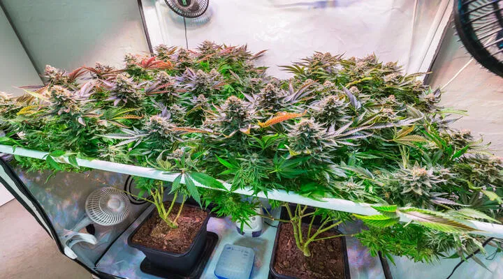 flowering cannabis