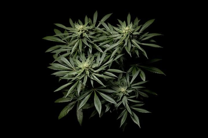 the flowering stage of cannabis growth