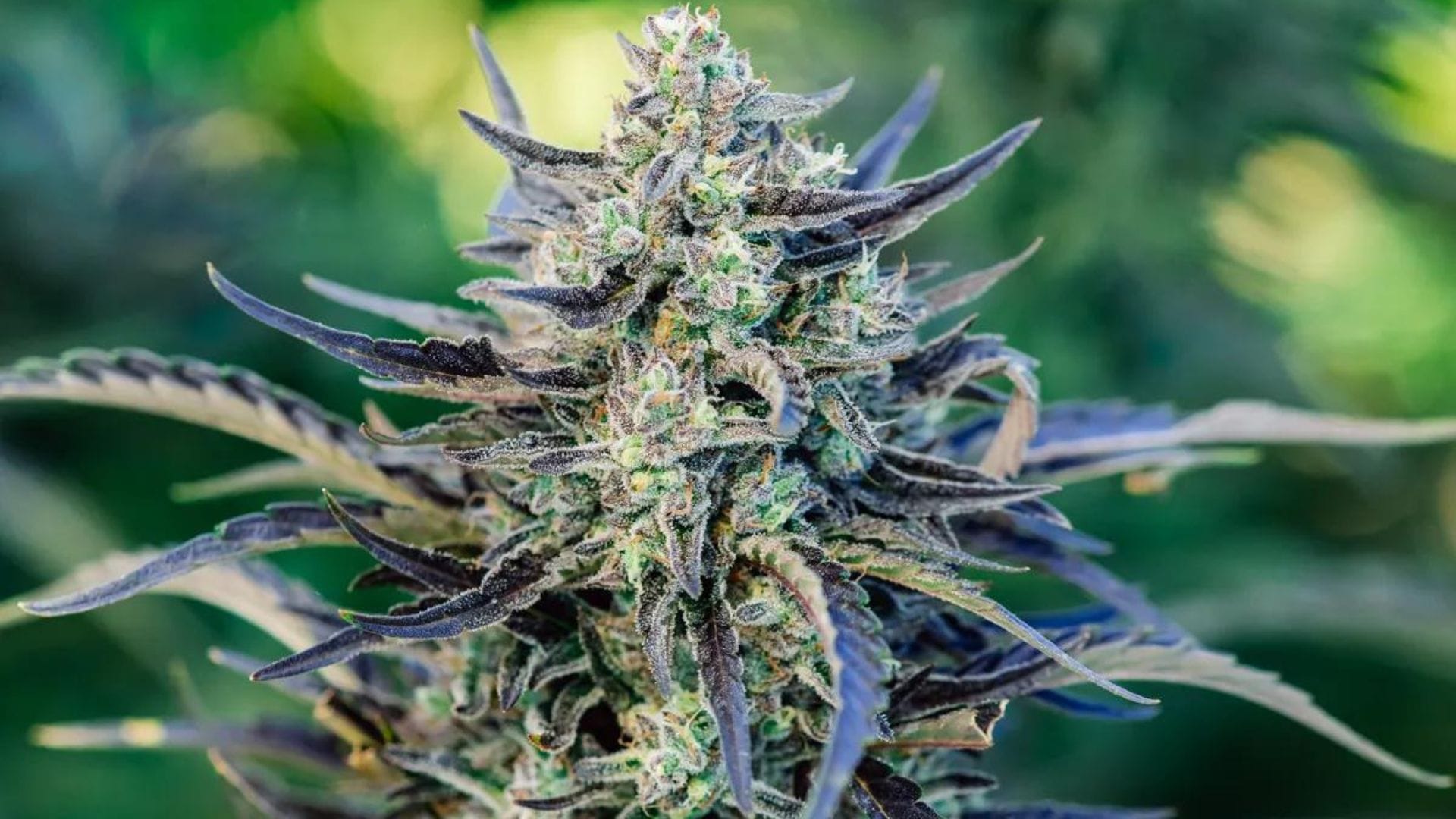 Fog Dog Auto by Atlas Seed