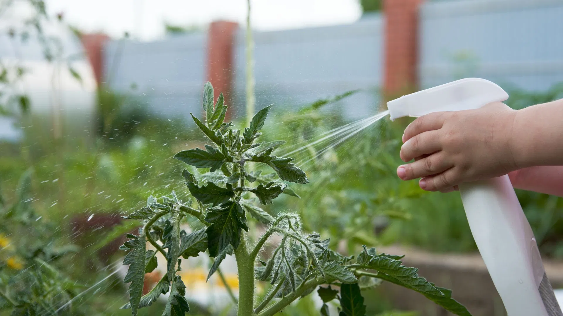Foliar spraying can help increase magnesium levels