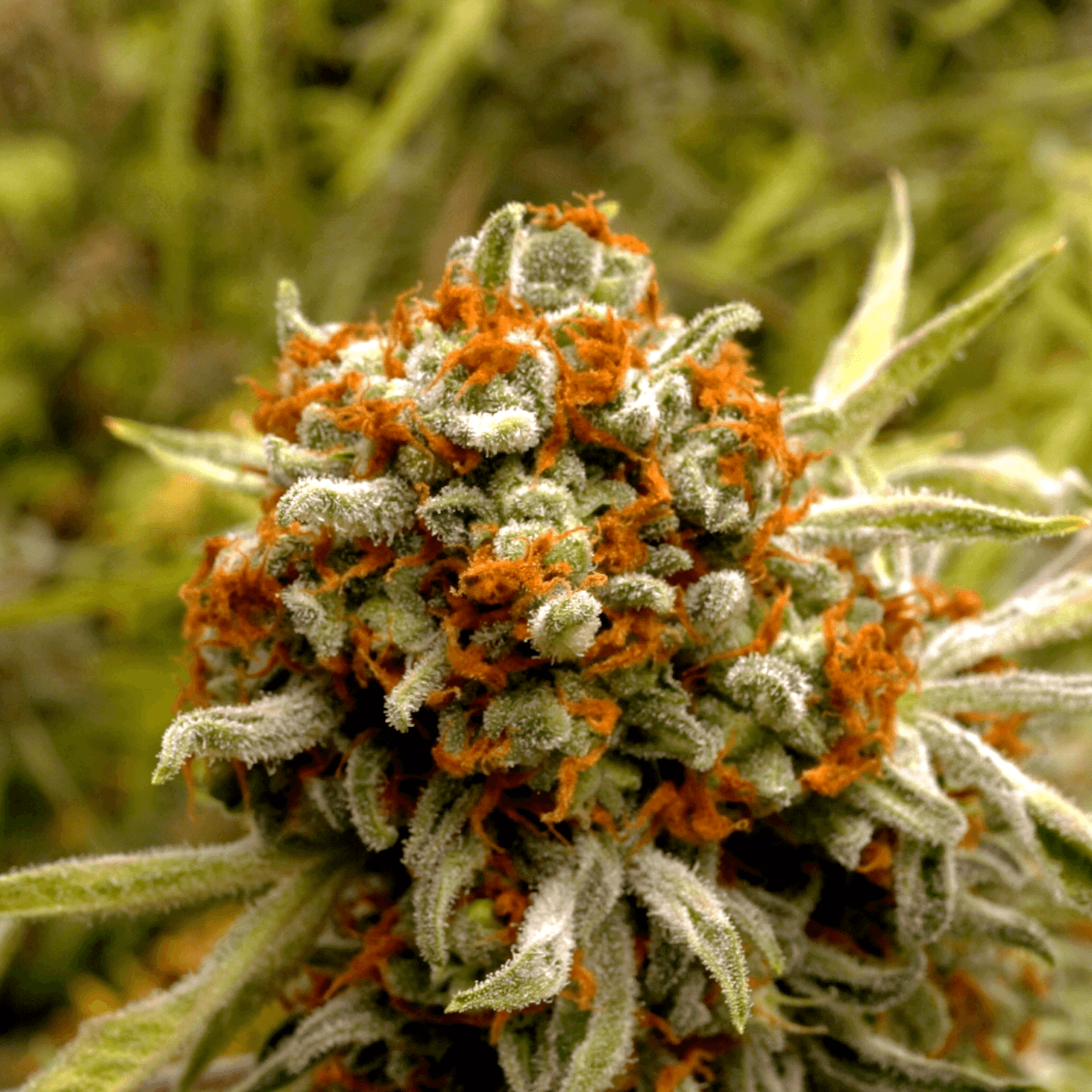 Freaky Ryder Auto close-up cola