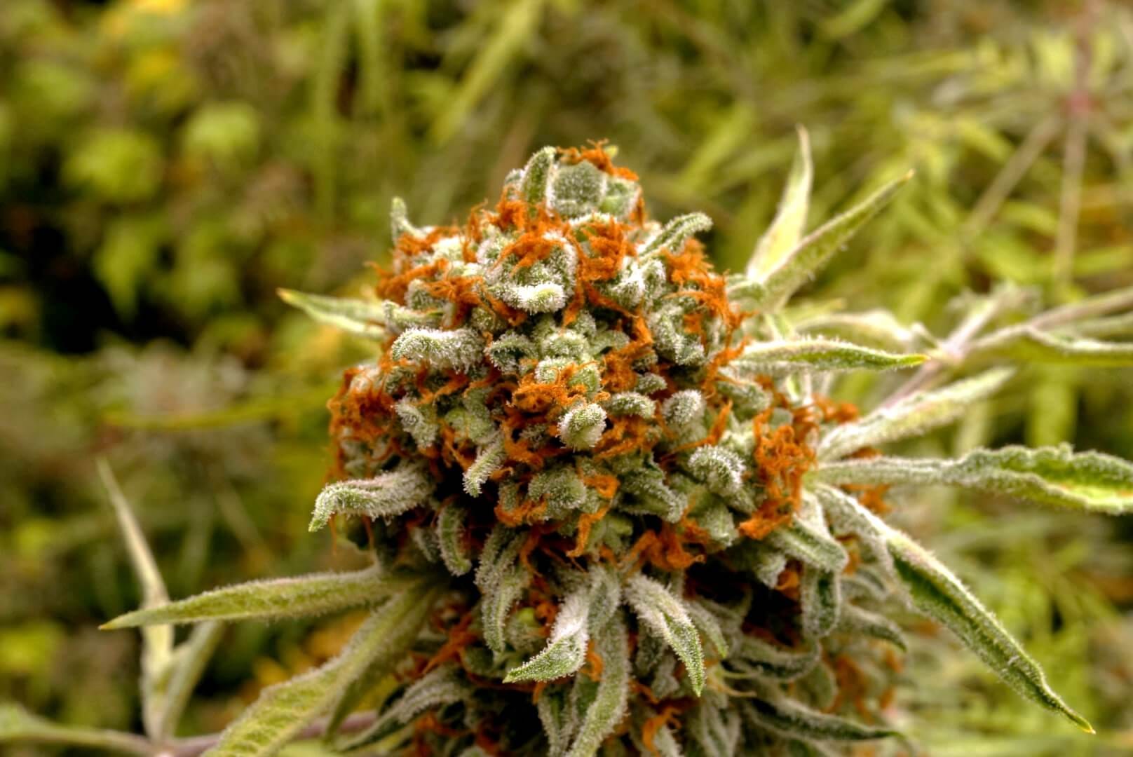 Freaky Ryder Auto close-up trichomes