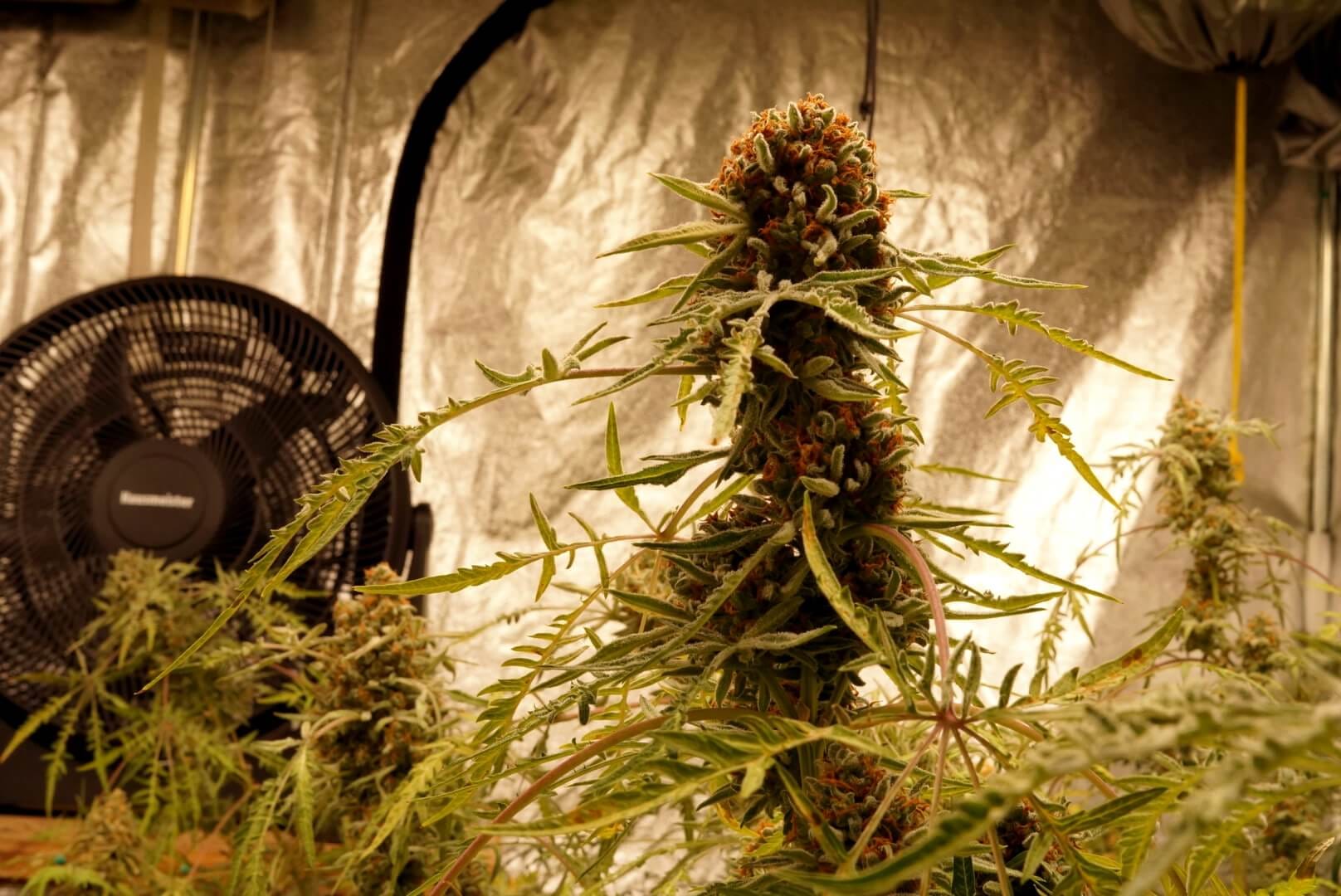 Freaky Ryder Auto growing indoors