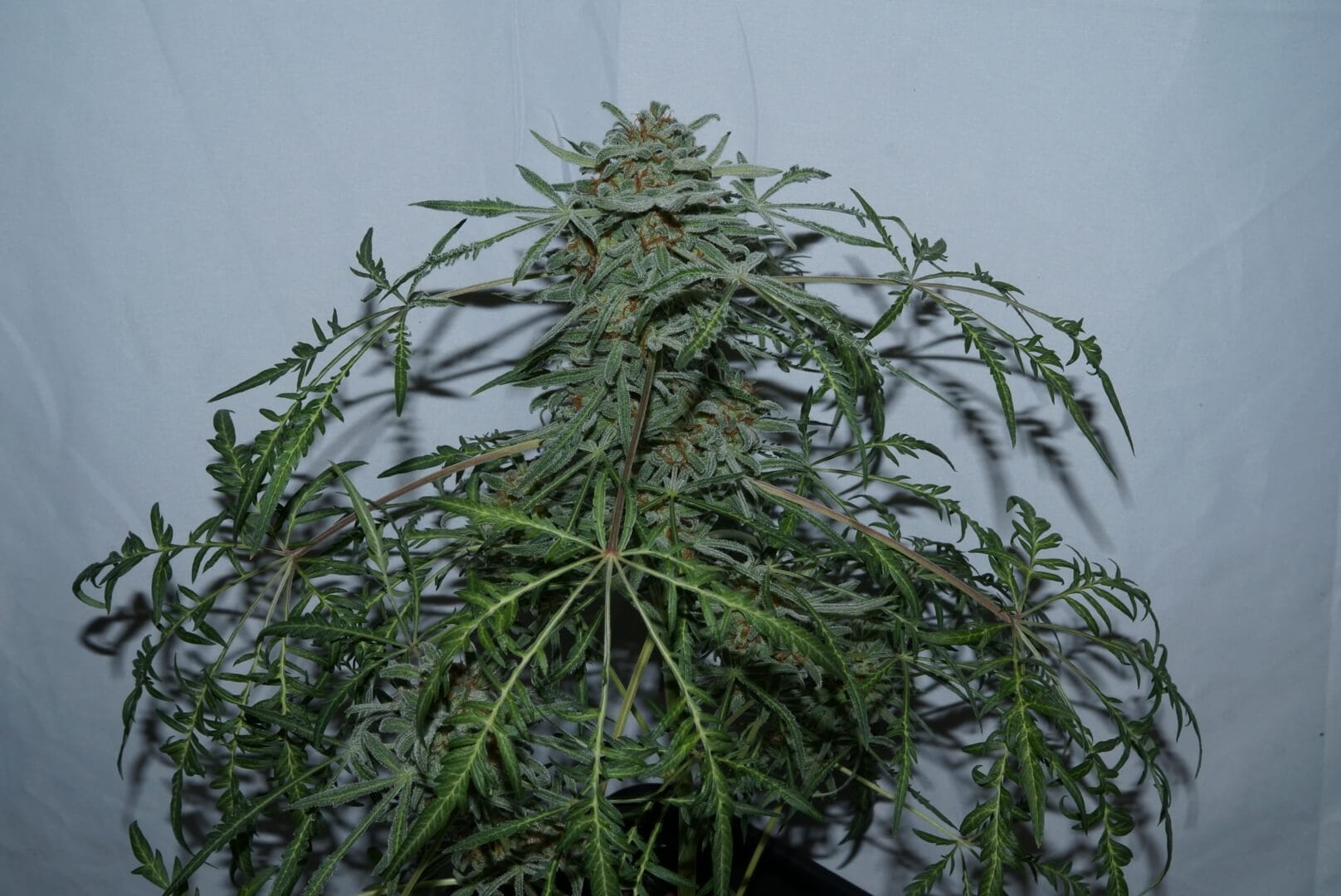 Freaky Ryder Auto fern-leaf close-up