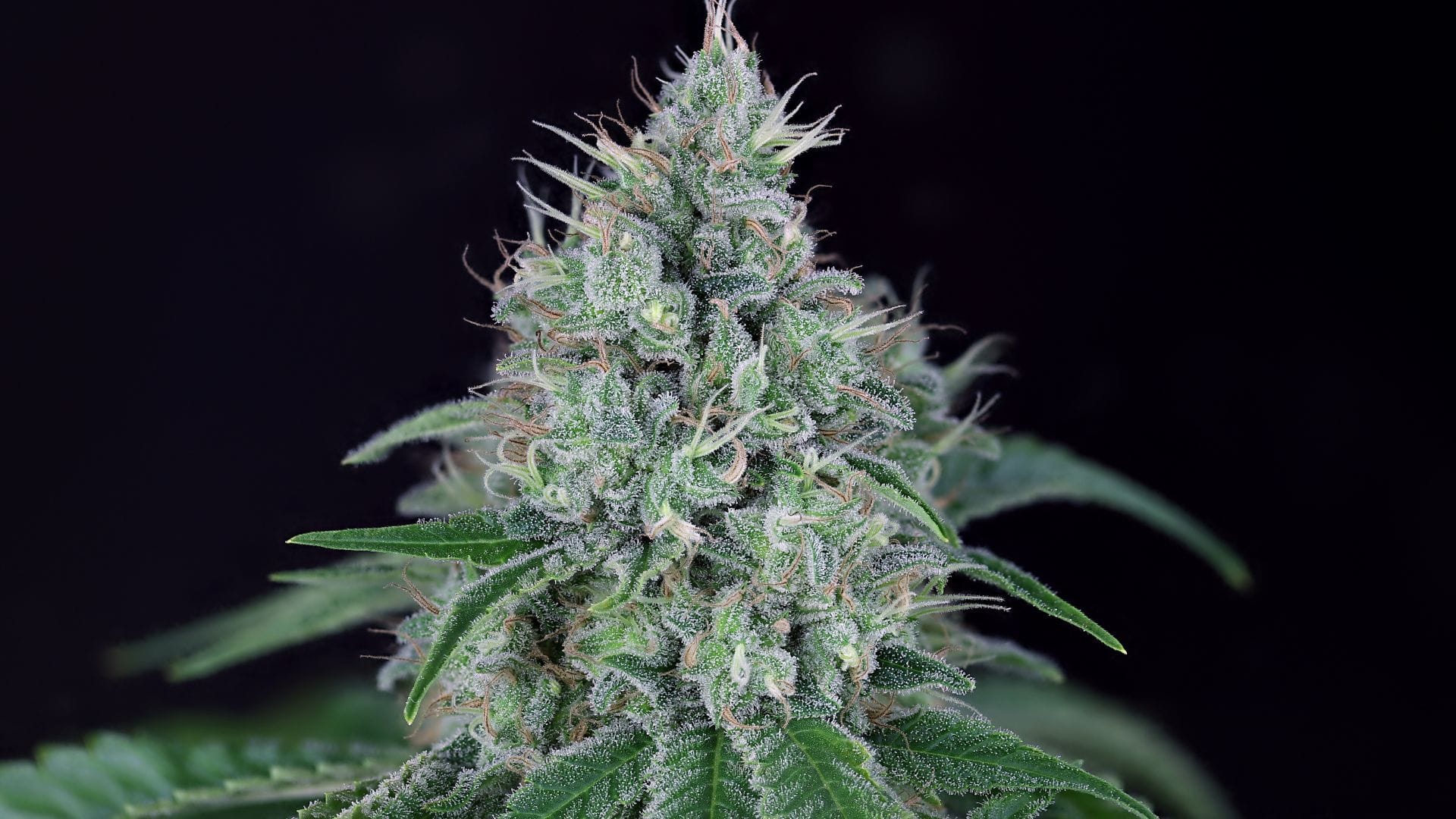 Fuel D.OG by Seedsman