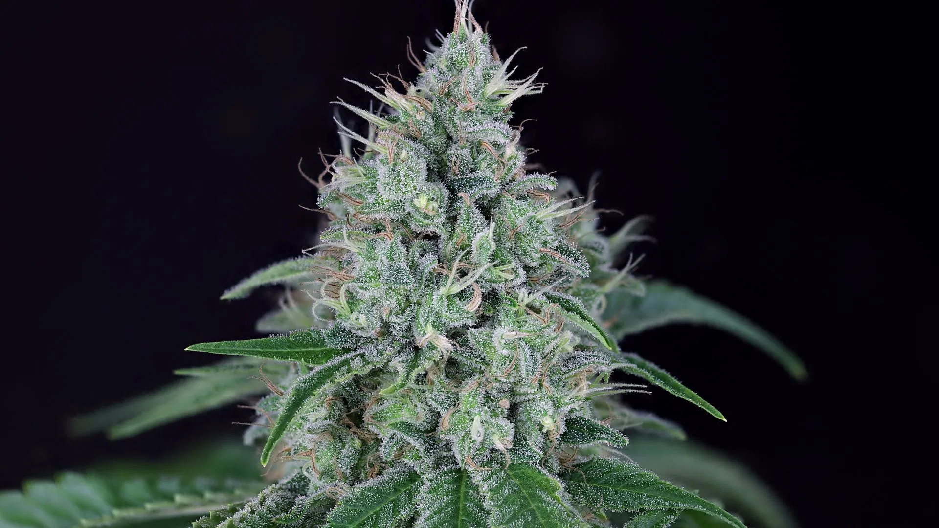 Fuel D.OG par Seedsman