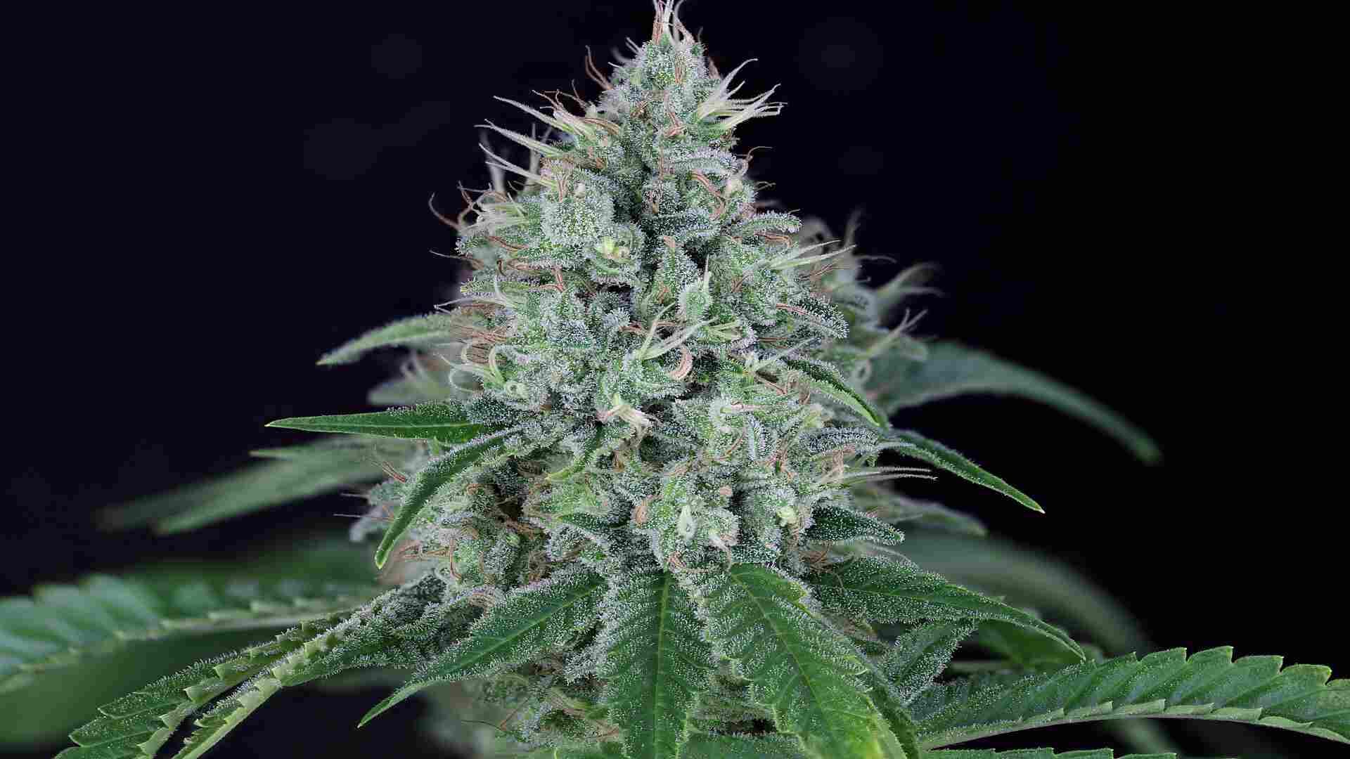 Seedsman Fuel D.OG