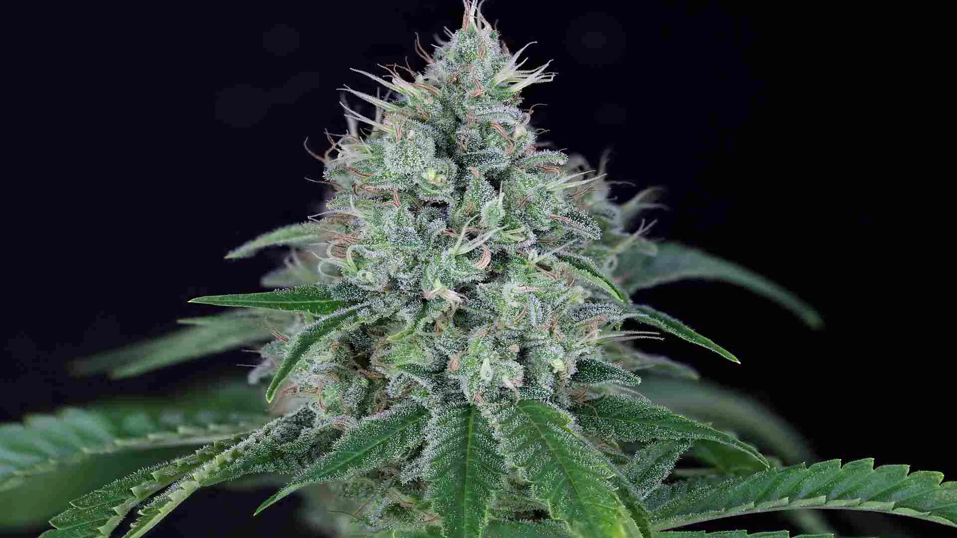 Seedsman Fuel D.OG