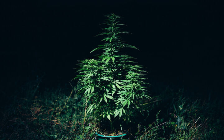 cannabis plant in the dark