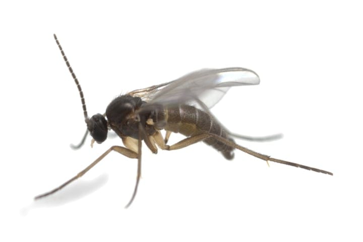 what do fungus gnats look like?