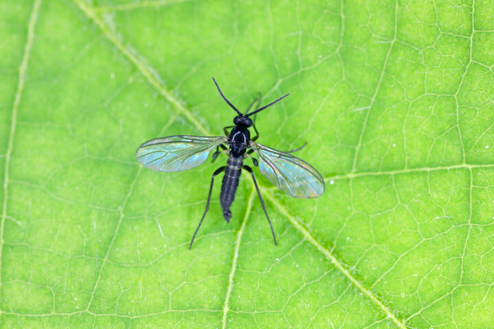 fungus gnat