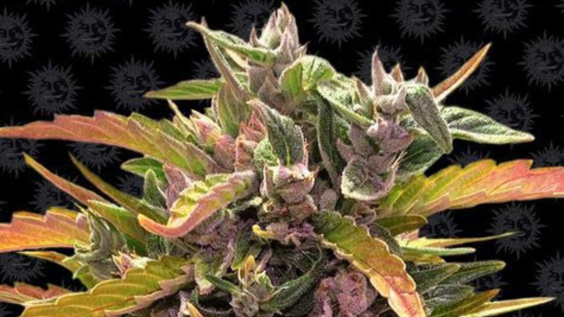 Gorilla Glue AUto by Barney's Farm