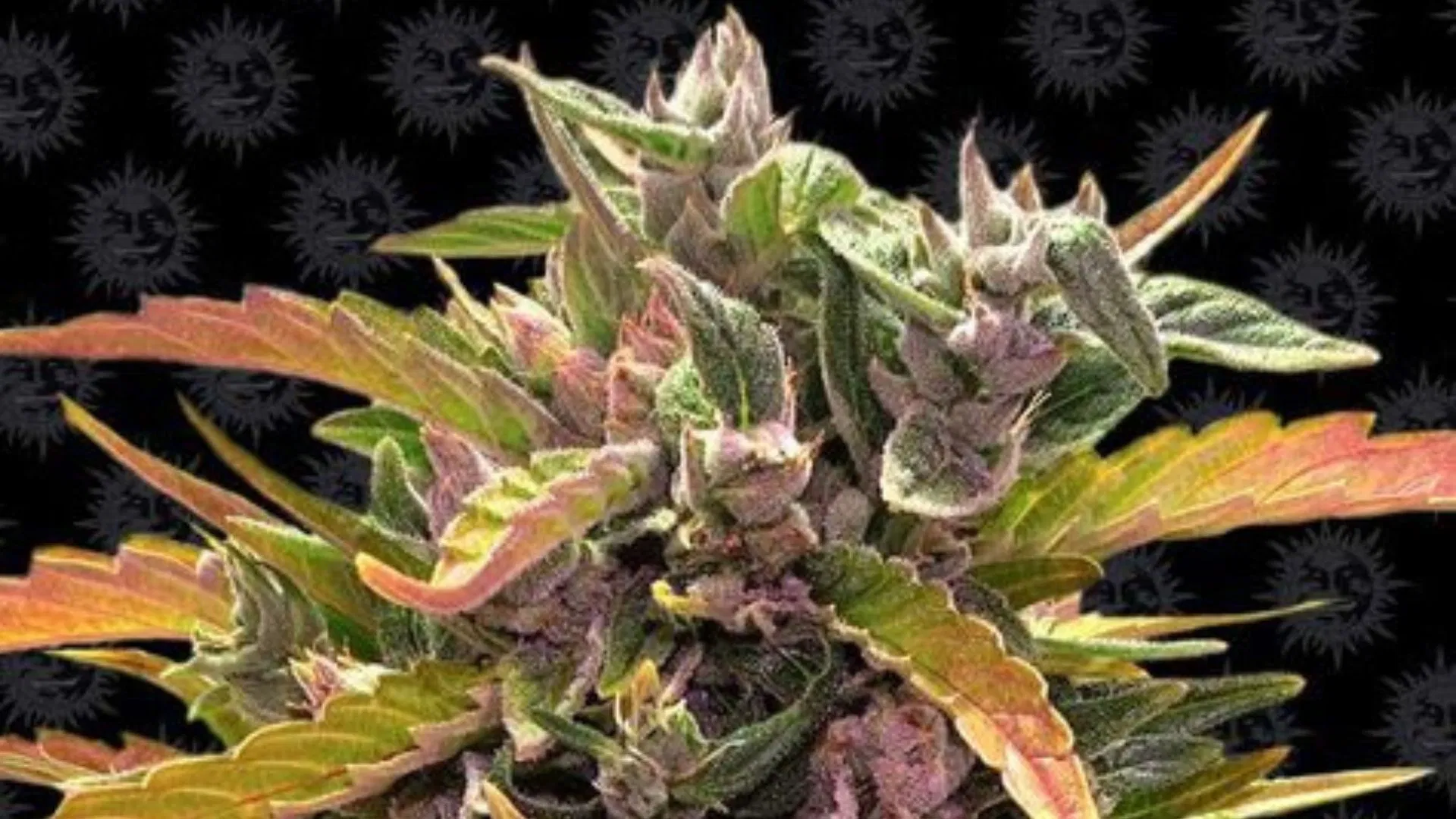 Gorilla Glue Auto de Barney's Farm