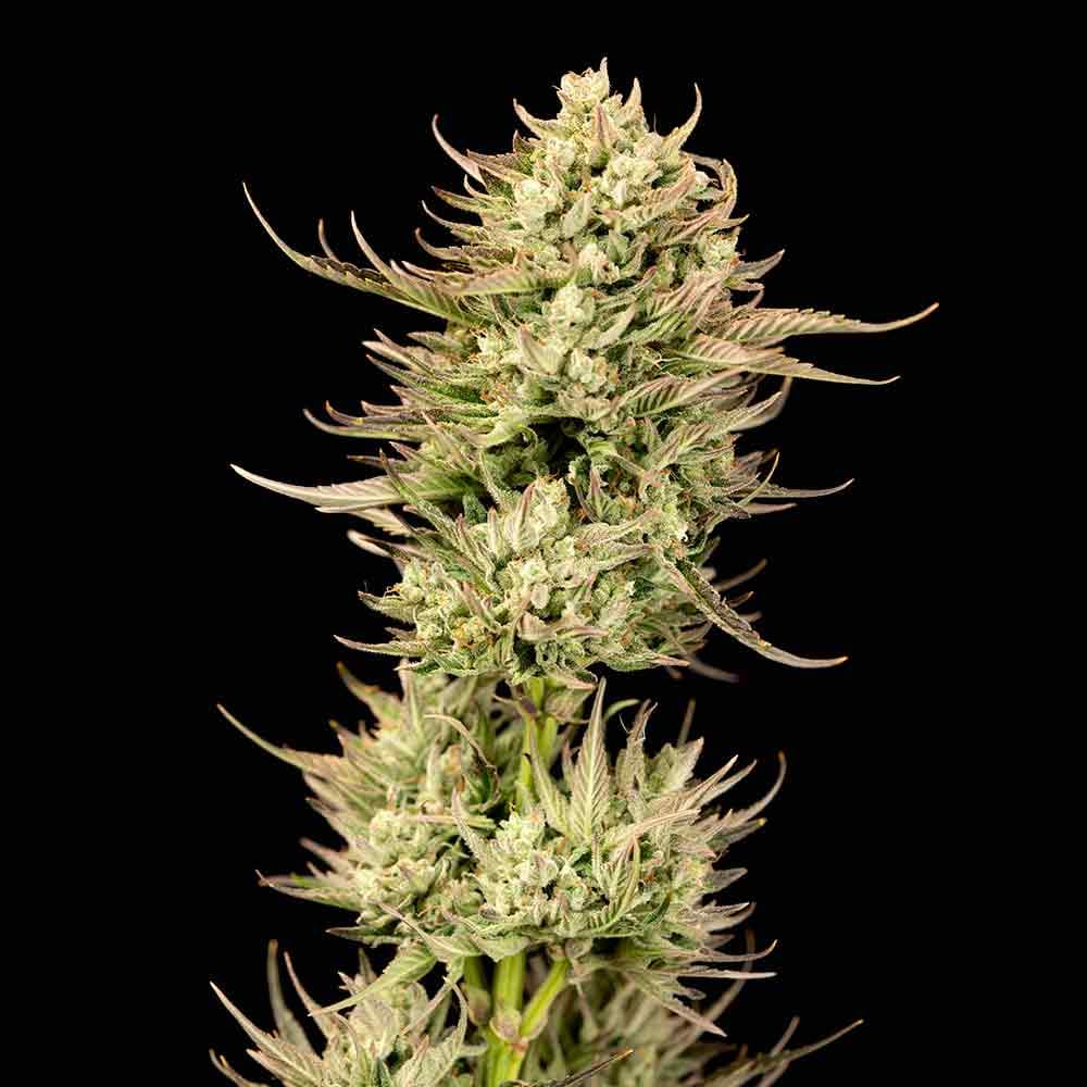 Seedsman Gorilla Jealousy F1