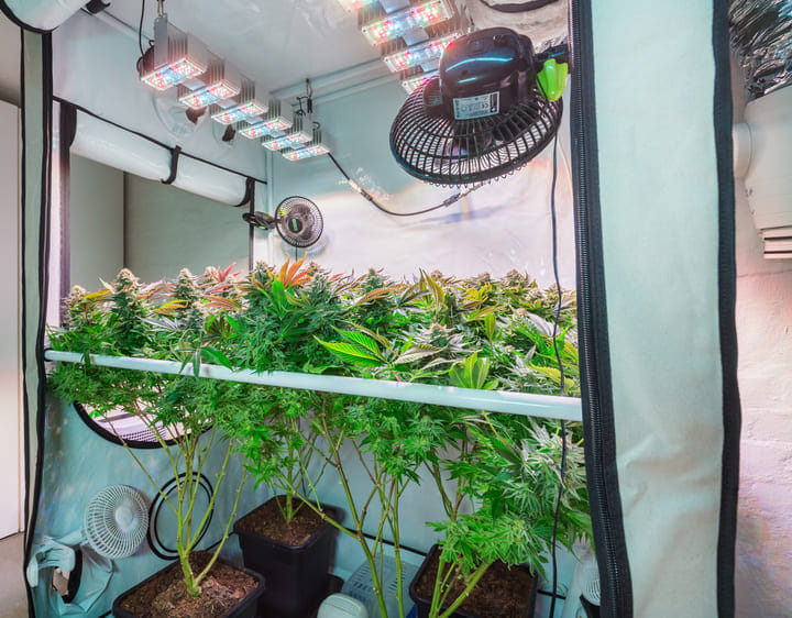 Indoor cannabis growing equipment