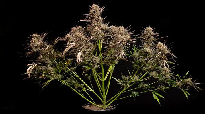 Garlic Muffin F1 Auto