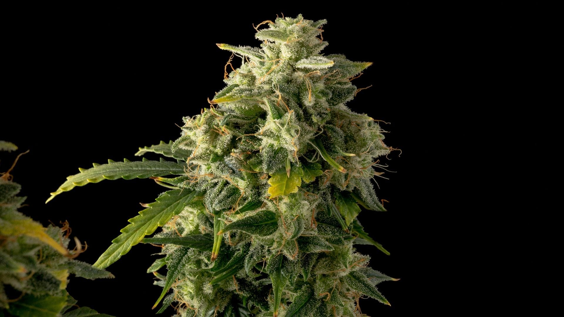 Gelat.OG: one of the new breed