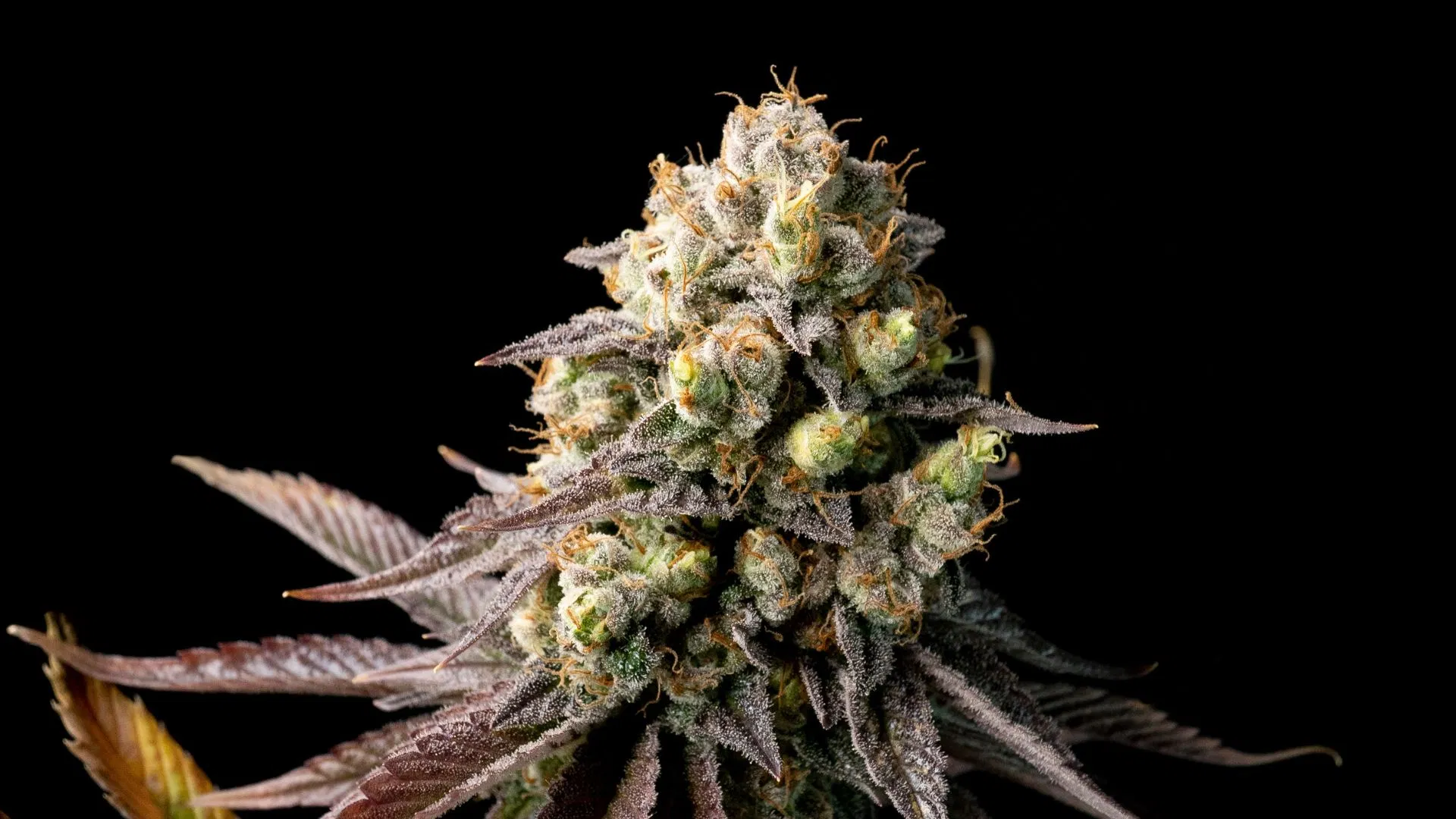 La Gelat.OG de Seedsman est une variété de cannabis de qualité supérieure qui vous clouera au canapé.