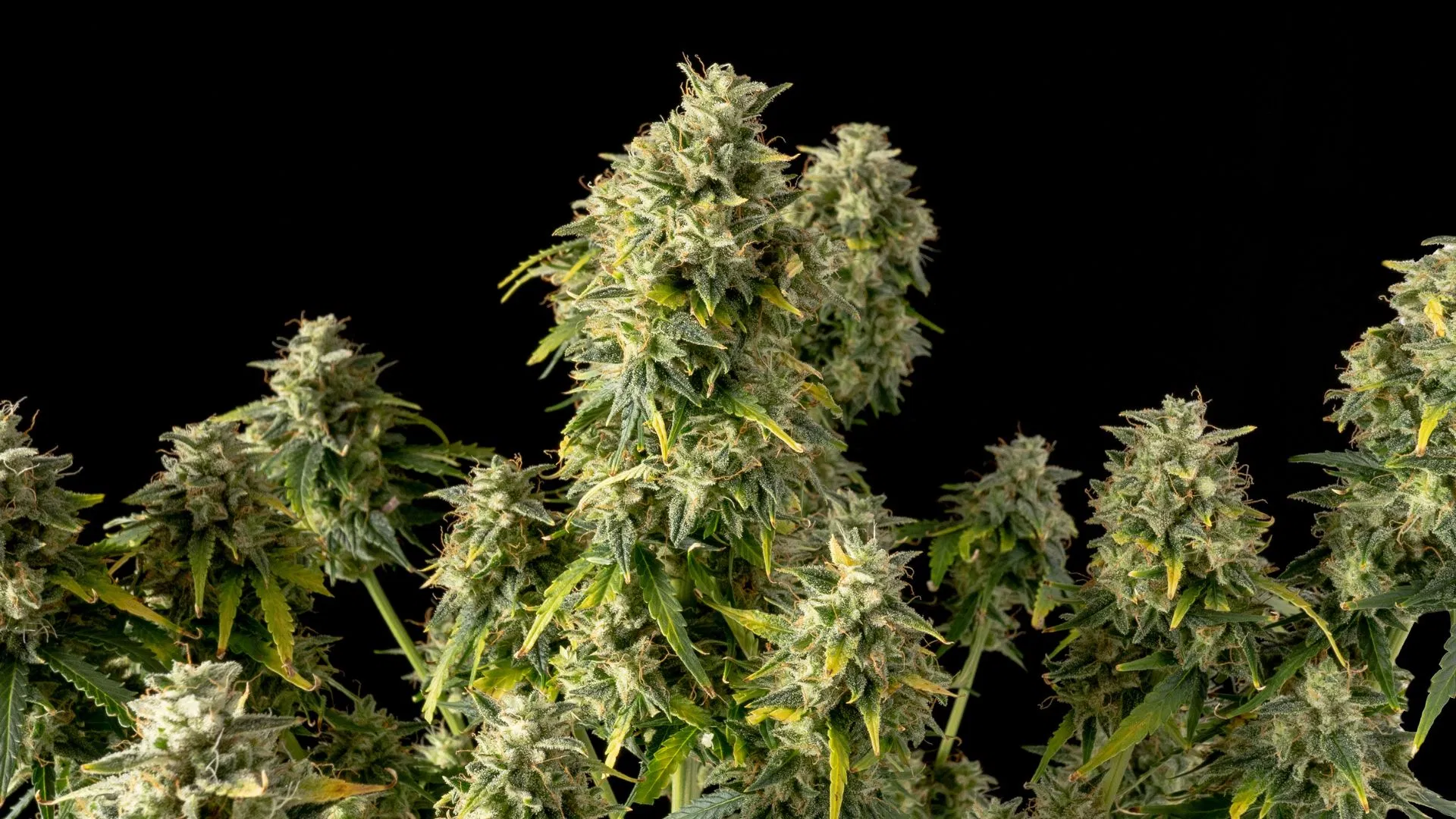 Autflowering mostly-indica strain Seedsman Gelat.OG Auto