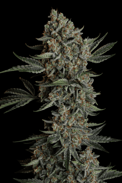 Seedsman Gelato 41 BX