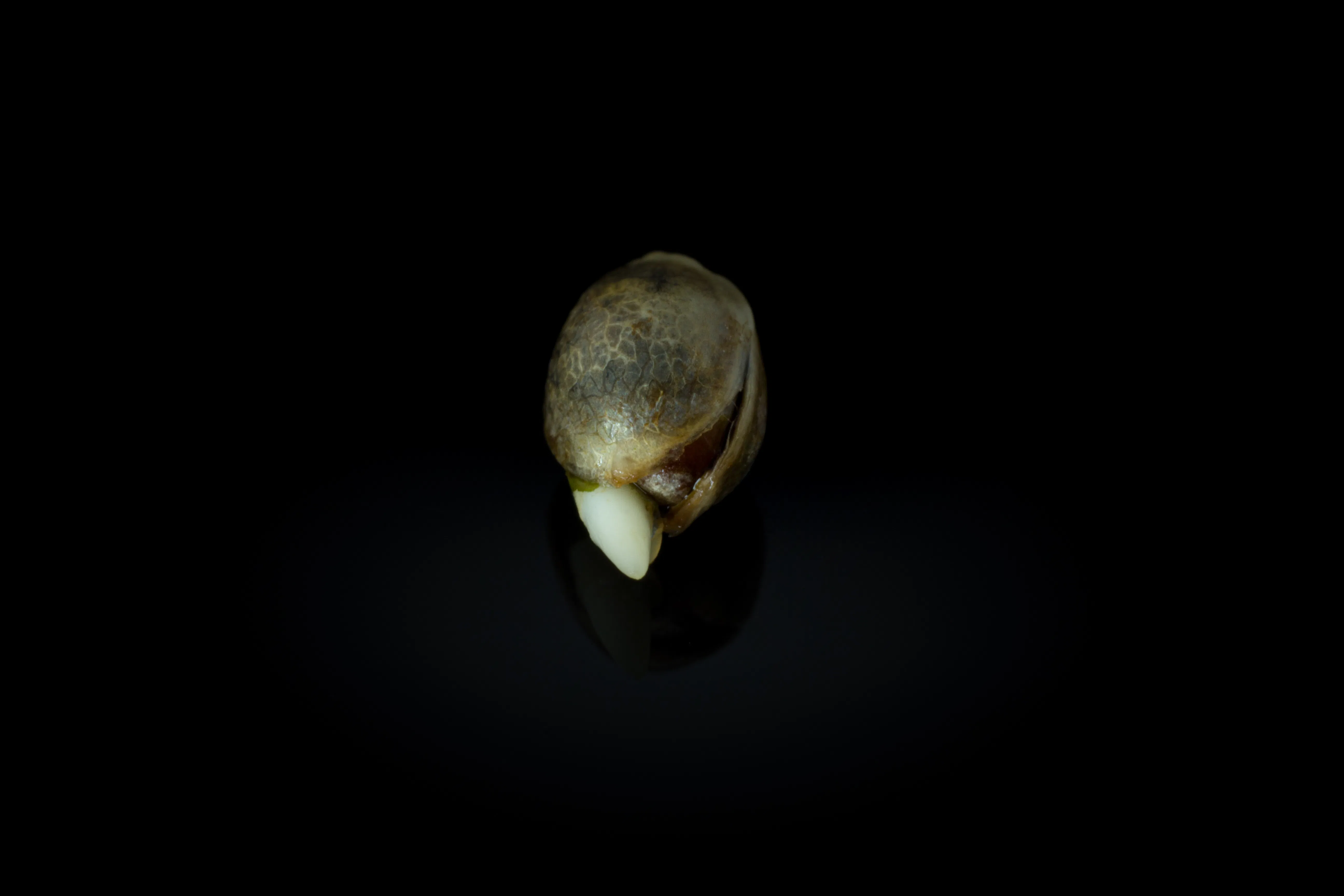 cannabis germination stage