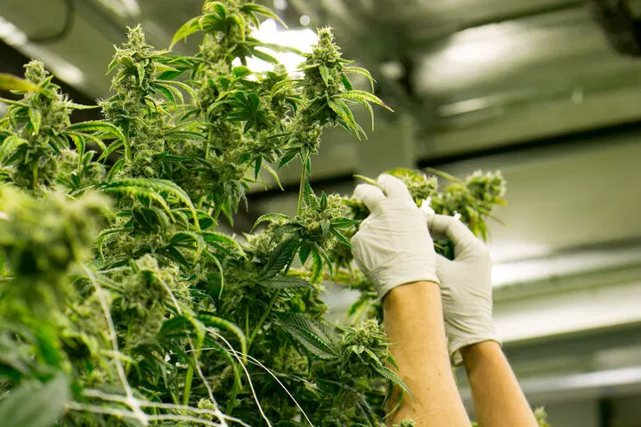 nutrients can ensure optimal bud development