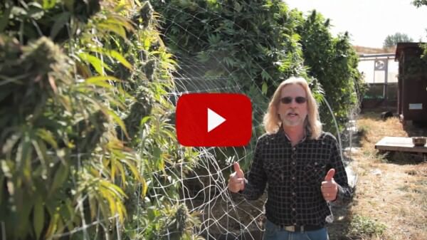 Go Organics! with Jorge Cervantes