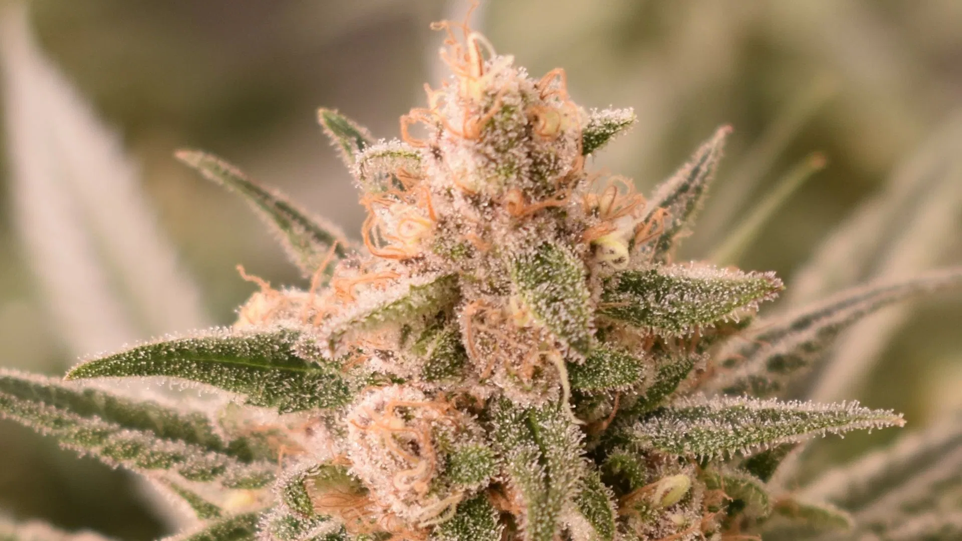 Godfather OG