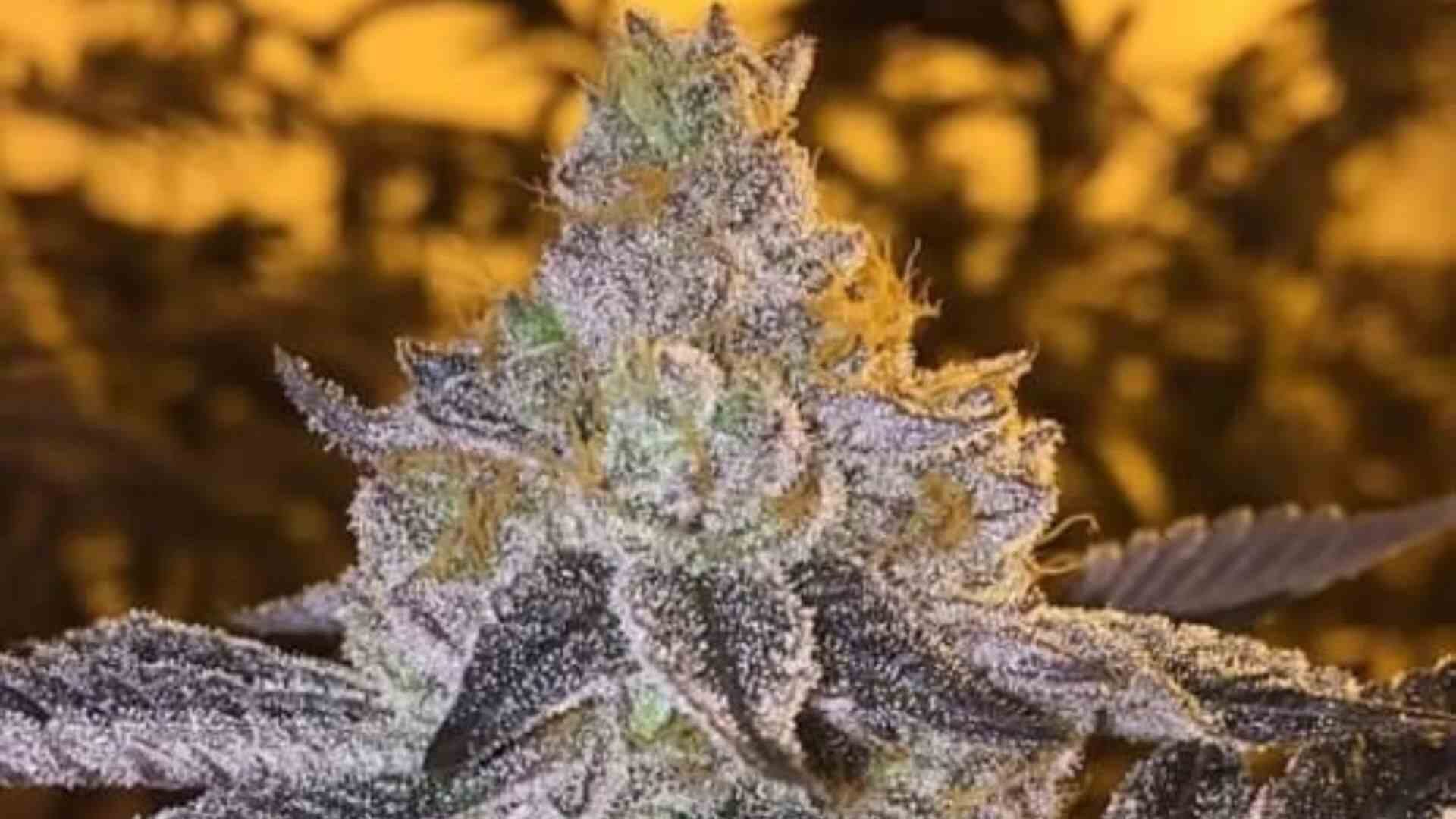 Atlas Seeds Gopher Glue FAST